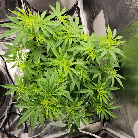 White widow  growlog timeline photo