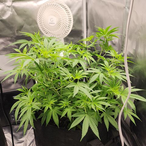 White widow  growlog timeline photo