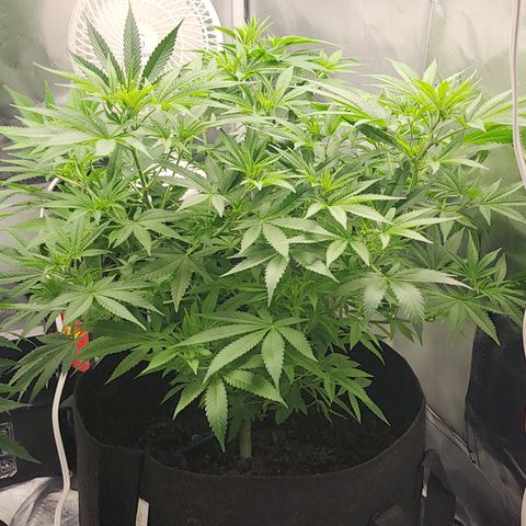 White widow  growlog timeline photo