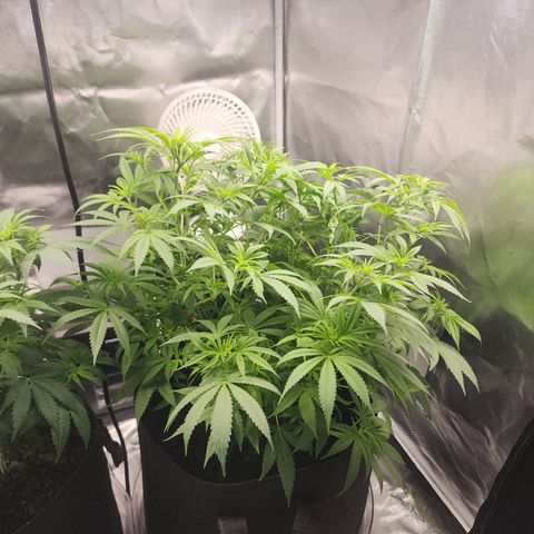White widow  growlog timeline photo