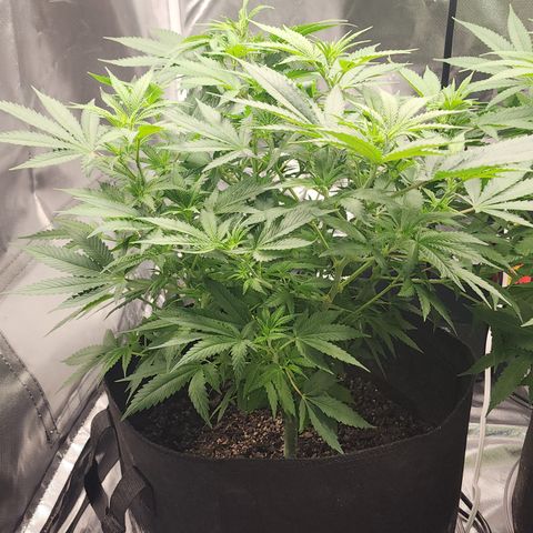 Purple Queen Automatic growlog timeline photo