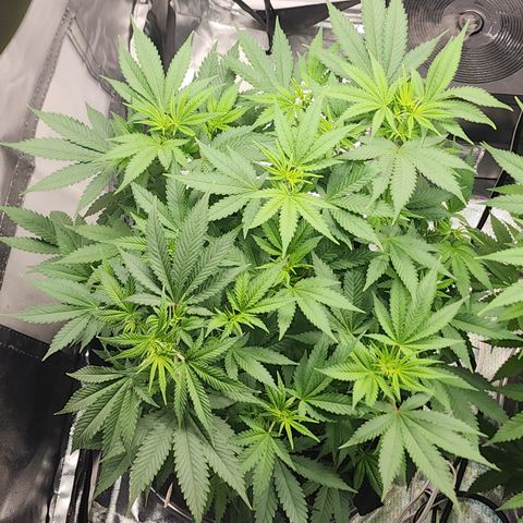 Purple Queen Automatic growlog timeline photo