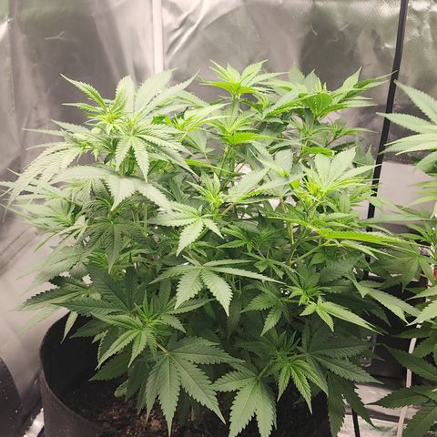 Purple Queen Automatic growlog timeline photo