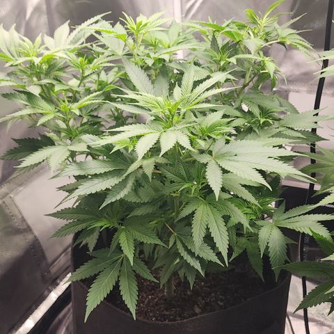 Purple Queen Automatic growlog timeline photo