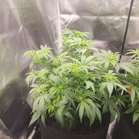 Purple Queen Automatic growlog timeline photo