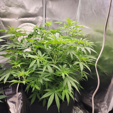 White widow  growlog timeline photo