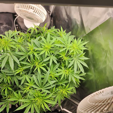 White widow  growlog timeline photo