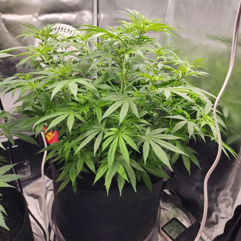 White widow  growlog timeline photo