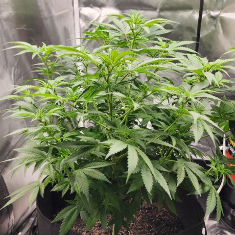 Purple Queen Automatic growlog timeline photo