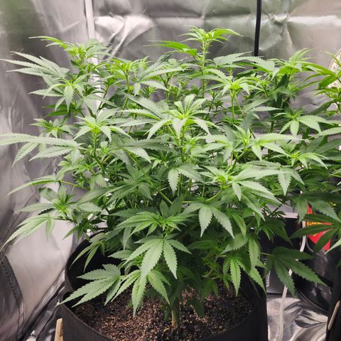 Purple Queen Automatic growlog timeline photo