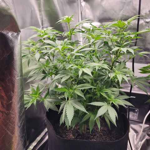 Purple Queen Automatic growlog timeline photo