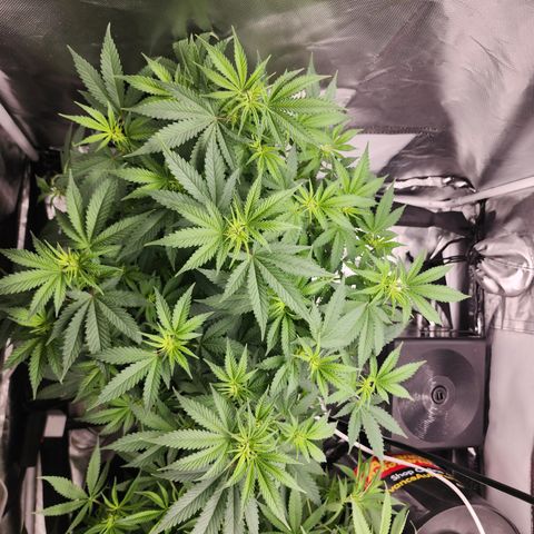 Purple Queen Automatic growlog timeline photo