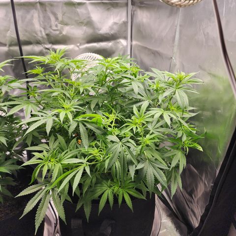 White widow  growlog timeline photo