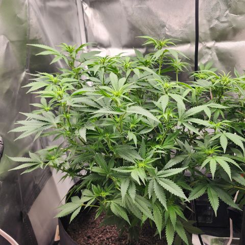 Purple Queen Automatic growlog timeline photo