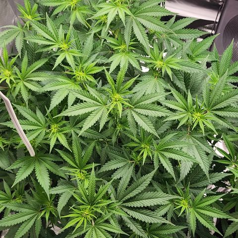 Purple Queen Automatic growlog timeline photo