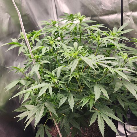 Purple Queen Automatic growlog timeline photo