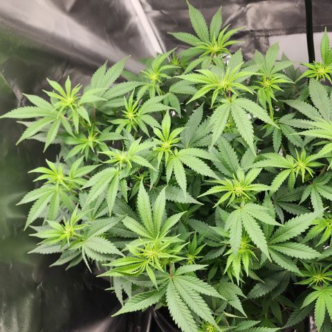 Purple Queen Automatic growlog timeline photo