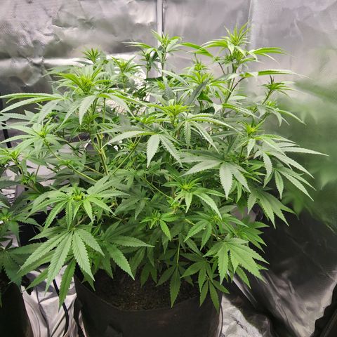 White widow  growlog timeline photo