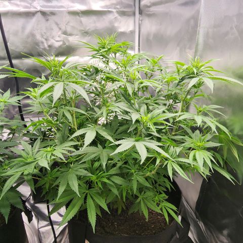 White widow  growlog timeline photo