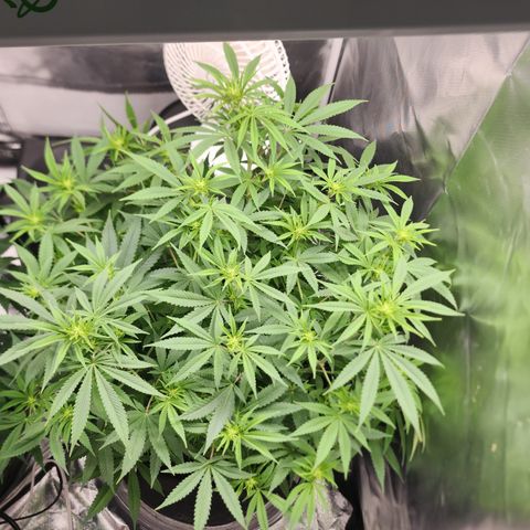 White widow  growlog timeline photo