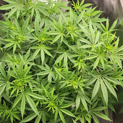 White widow  growlog timeline photo