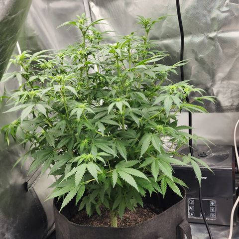 Purple Queen Automatic growlog timeline photo