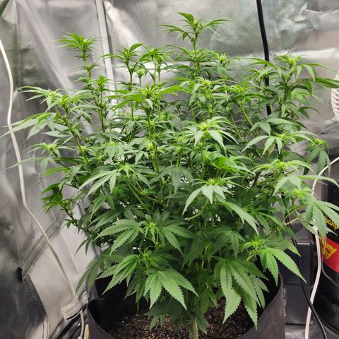 Purple Queen Automatic growlog timeline photo