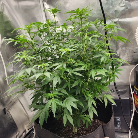 Purple Queen Automatic growlog timeline photo
