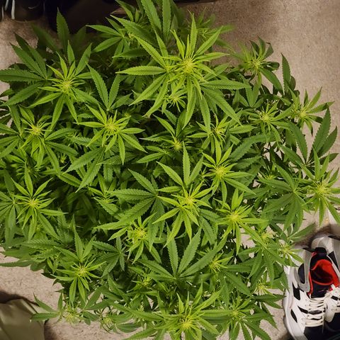 White widow  growlog timeline photo