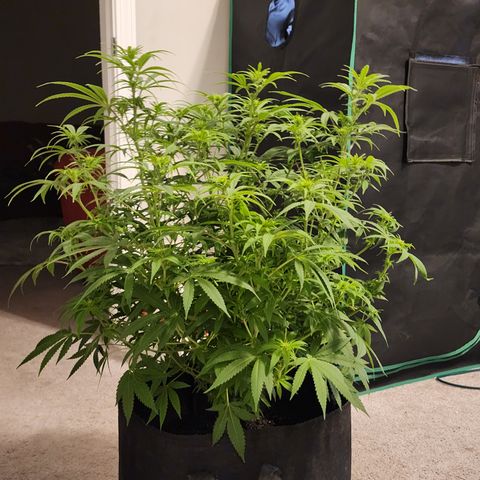 White widow  growlog timeline photo