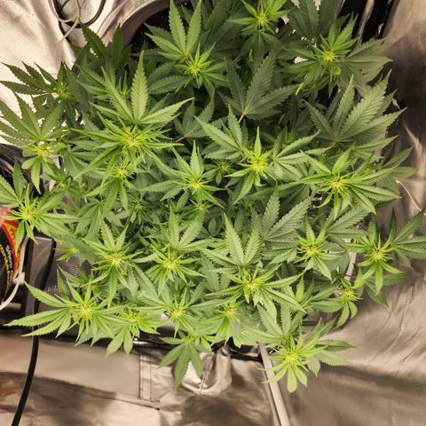 Purple Queen Automatic growlog timeline photo