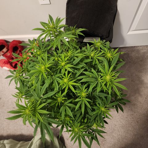White widow  growlog timeline photo