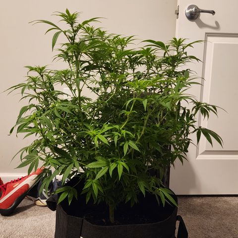 White widow  growlog timeline photo