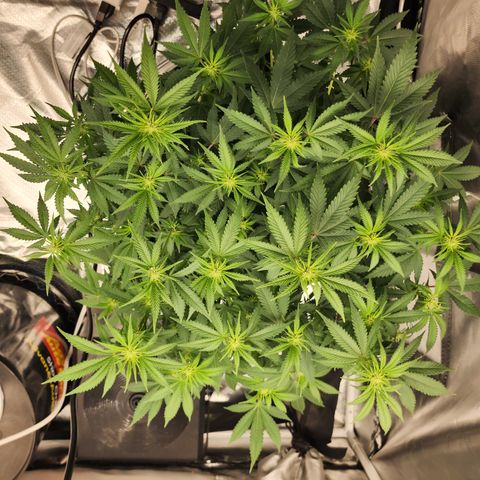 Purple Queen Automatic growlog timeline photo
