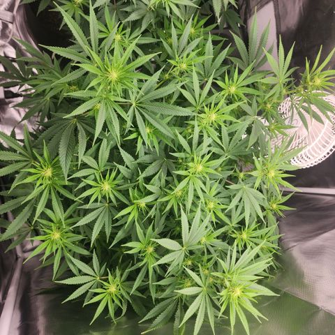 White widow  growlog timeline photo