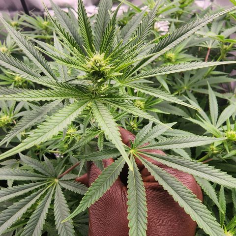 White widow  growlog timeline photo