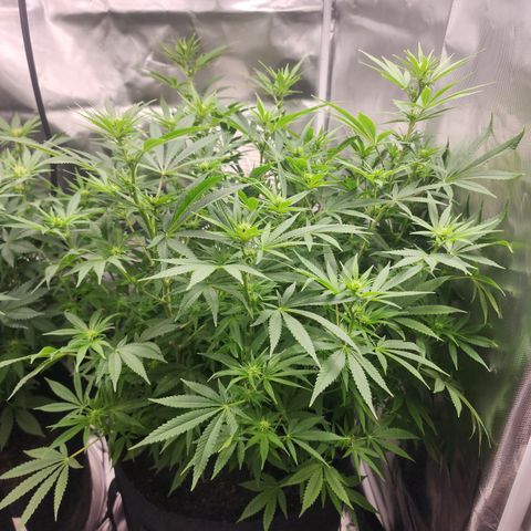 White widow  growlog timeline photo