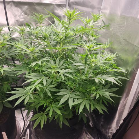 White widow  growlog timeline photo
