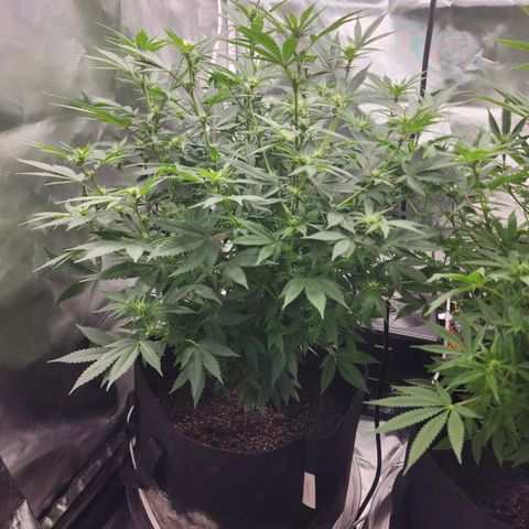 Purple Queen Automatic growlog timeline photo