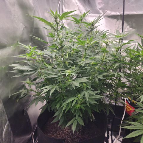 Purple Queen Automatic growlog timeline photo