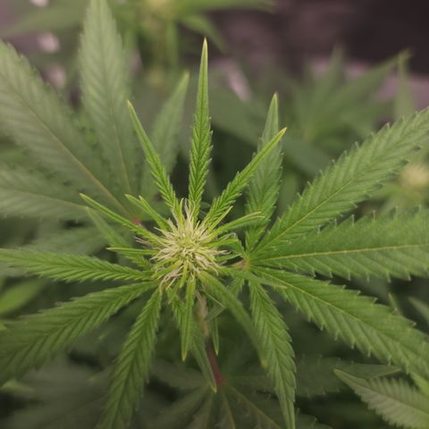 Purple Queen Automatic growlog timeline photo