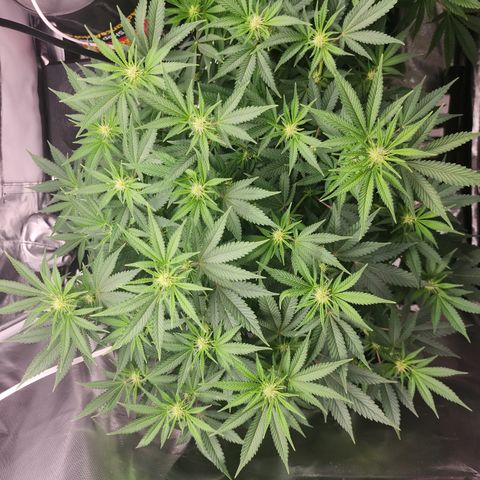 Purple Queen Automatic growlog timeline photo