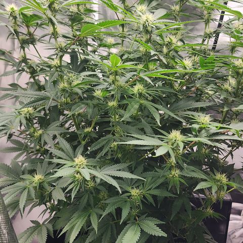 Purple Queen Automatic growlog timeline photo