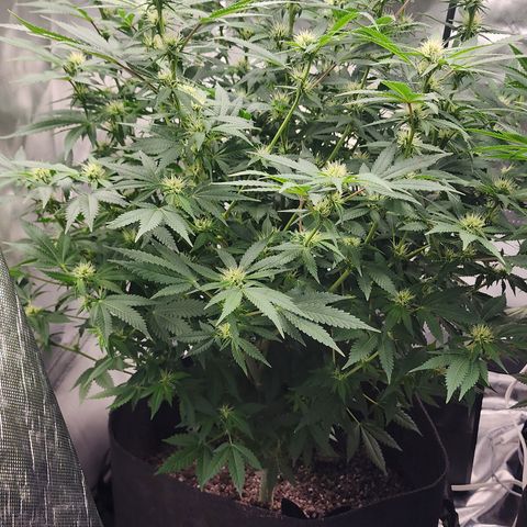 Purple Queen Automatic growlog timeline photo