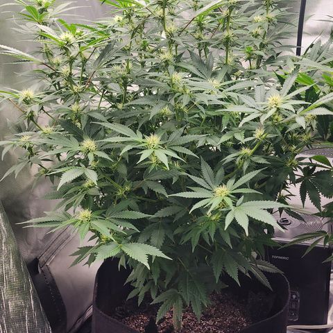 Purple Queen Automatic growlog timeline photo