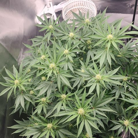 Purple Queen Automatic growlog timeline photo