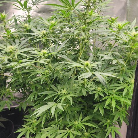 White widow  growlog timeline photo