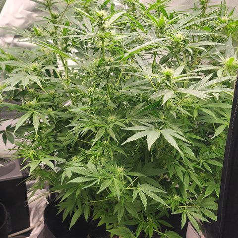 White widow  growlog timeline photo