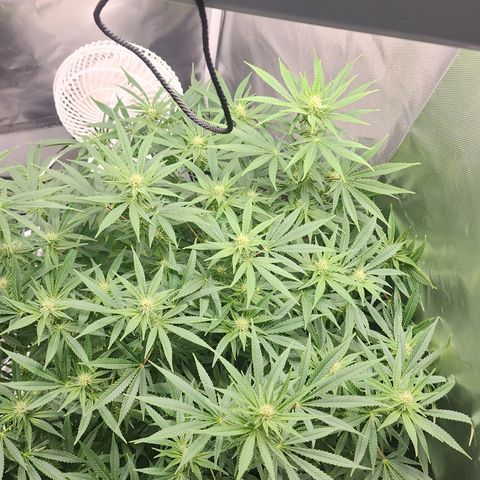 White widow  growlog timeline photo