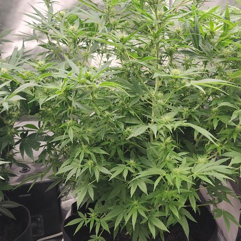 White widow  growlog timeline photo